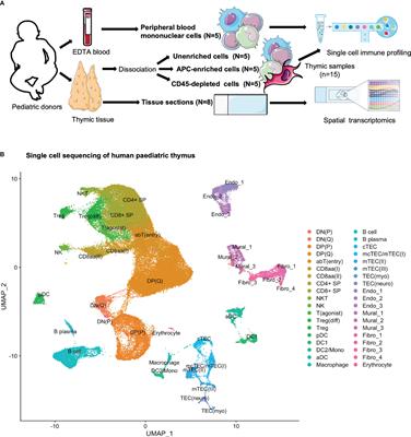 Multimodal human thymic profiling reveals trajectories and cellular milieu for T agonist selection